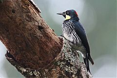 Acorn Woodpecker